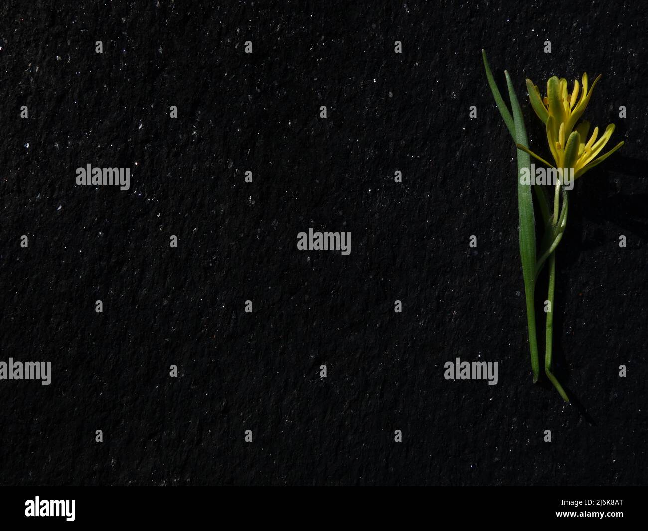 Gagea lutea avec leurs feuilles de sabre sur une dalle de pierre noire. Convient comme arrière-plan pour insérer du texte, des images ou tout ce que vous voulez. Banque D'Images