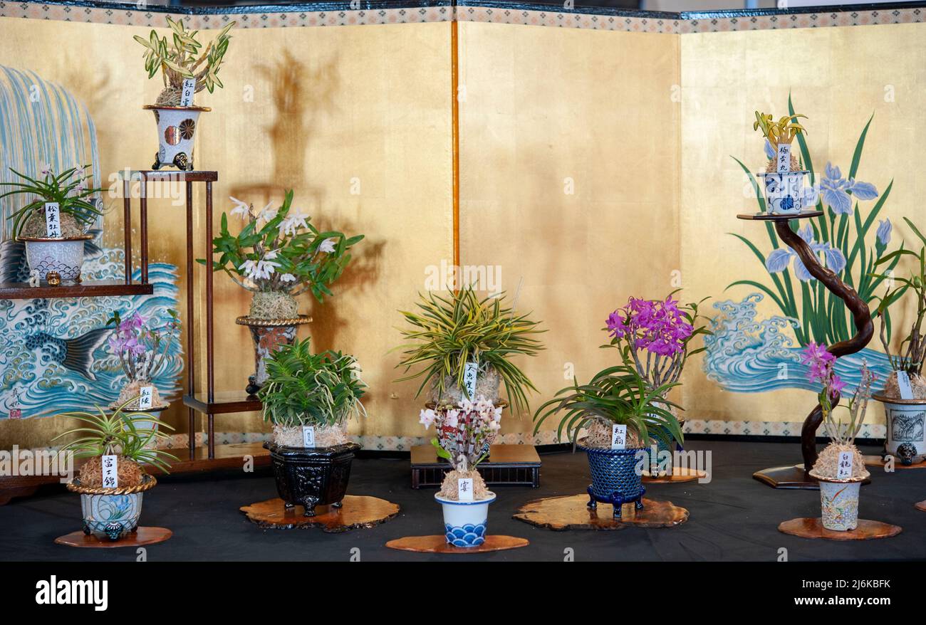 Plusieurs plantes d'orchidées en poterie traditionnelle bonsaï japonaise Banque D'Images