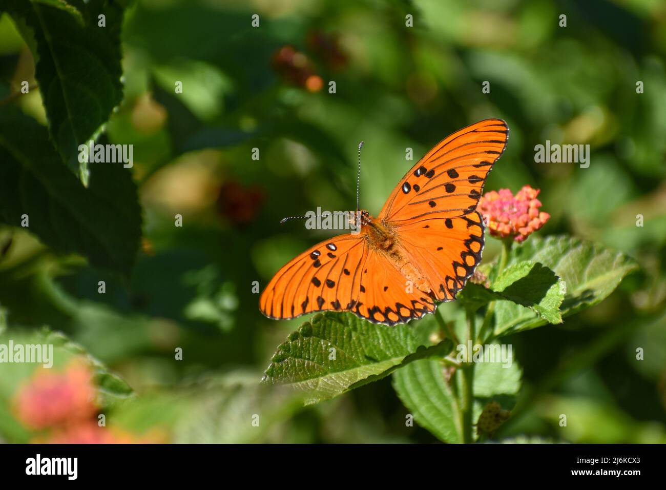 Le papillon de la passion ou du fritillaire du Golfe (Agraulis vanillae