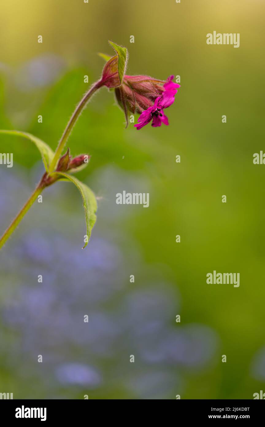 Red Campion Silene dioica croissant dans un jardin du nord de Norfolk entouré de fleurs Forget me Knot. Banque D'Images