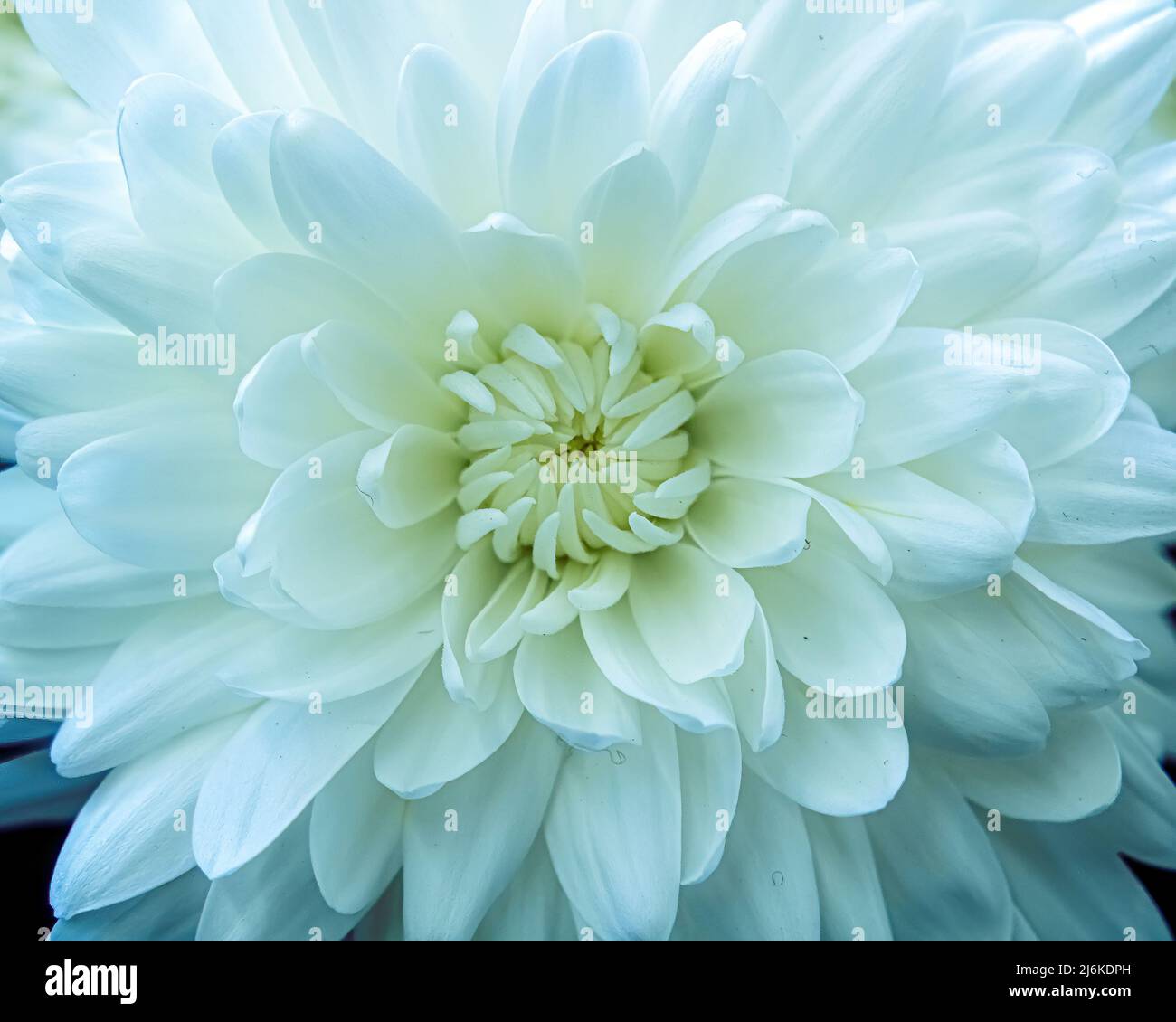 Un fleuriste blanc vif regarde le ciel Banque D'Images