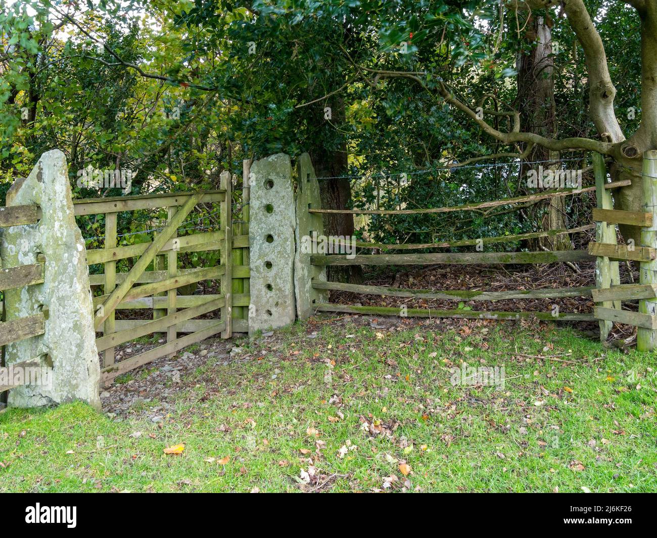Clôture inhabituelle et poteaux de porte faits de pierre d'ardoise locale Lakeland avec des trous coupés dans eux pour faire la barrière de poteau et de rail dans le bois de Red Bank, Cumbria. Banque D'Images