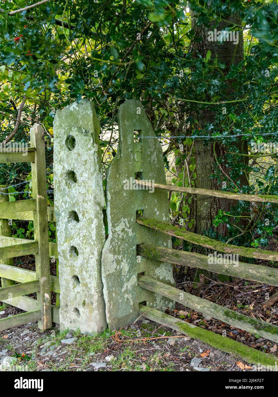 Clôture inhabituelle et poteaux de porte faits de pierre d'ardoise locale Lakeland avec des trous coupés dans eux pour faire la barrière de poteau et de rail dans le bois de Red Bank, Cumbria. Banque D'Images