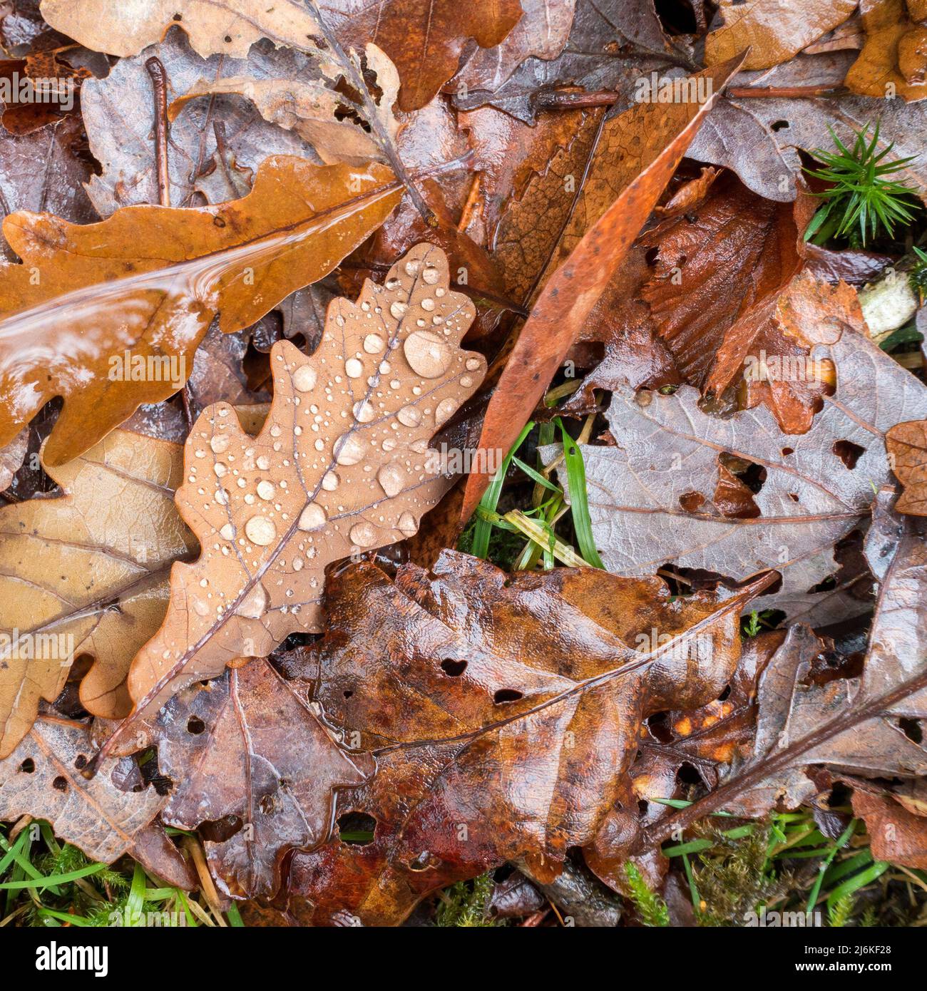 Gros plan des feuilles d'automne tombées, mouillées, brunes et en bronze avec des gouttelettes d'eau en novembre. Banque D'Images