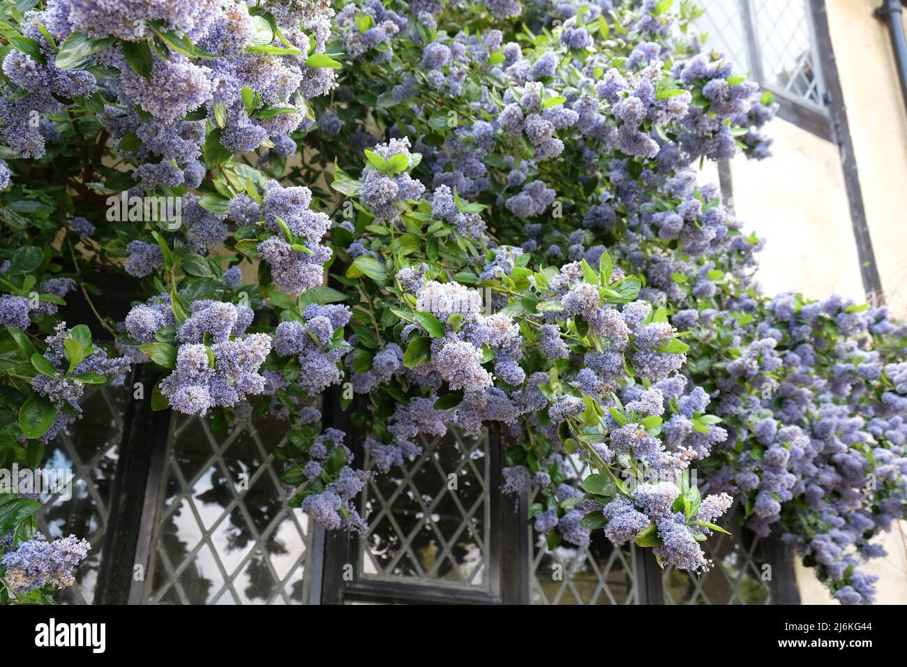 Arbre de l'île ceanothus 'bleu de Trewithen' en fleur Banque D'Images