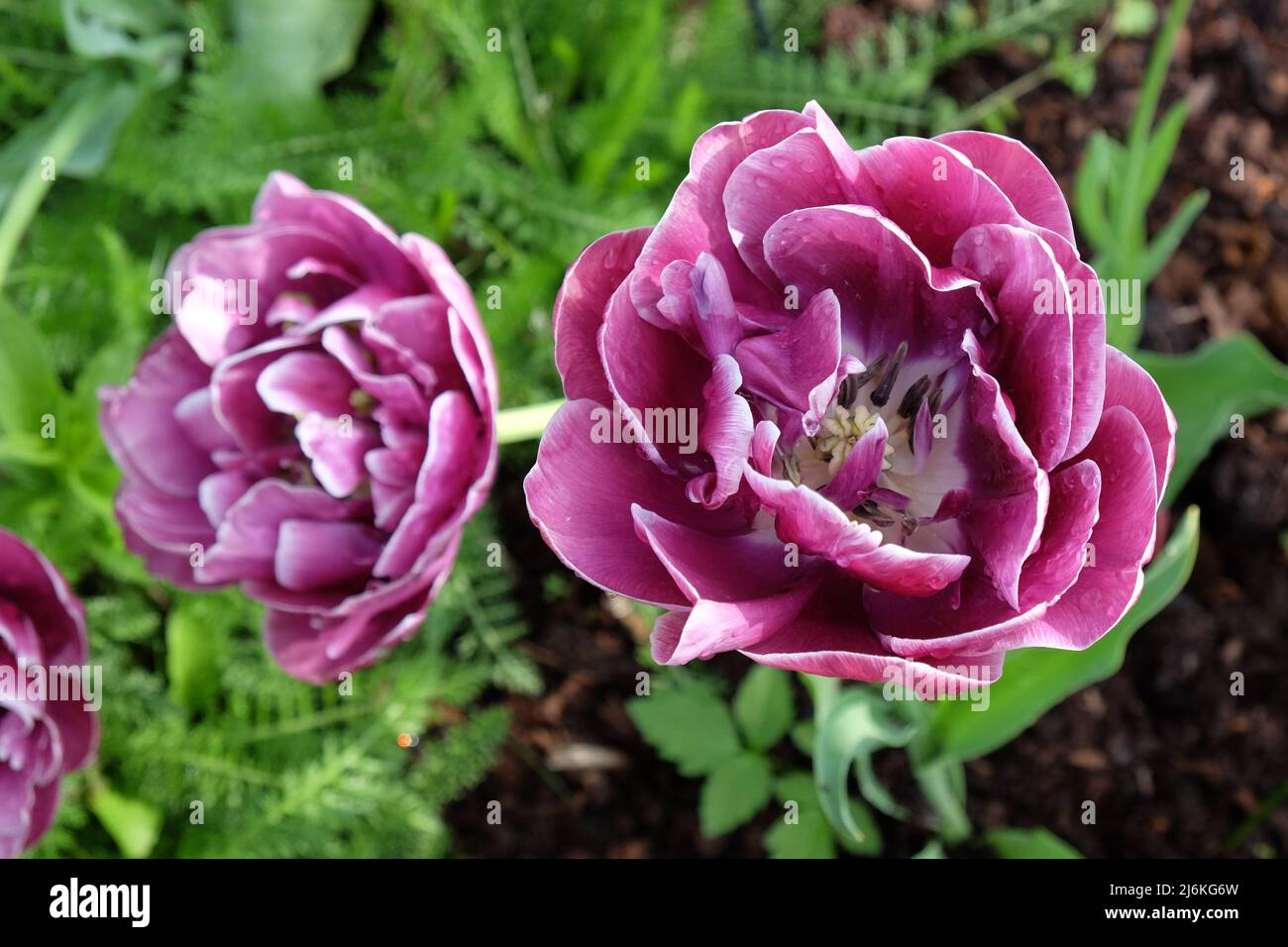 Double tulipe « Ream Touch » en fleur Banque D'Images