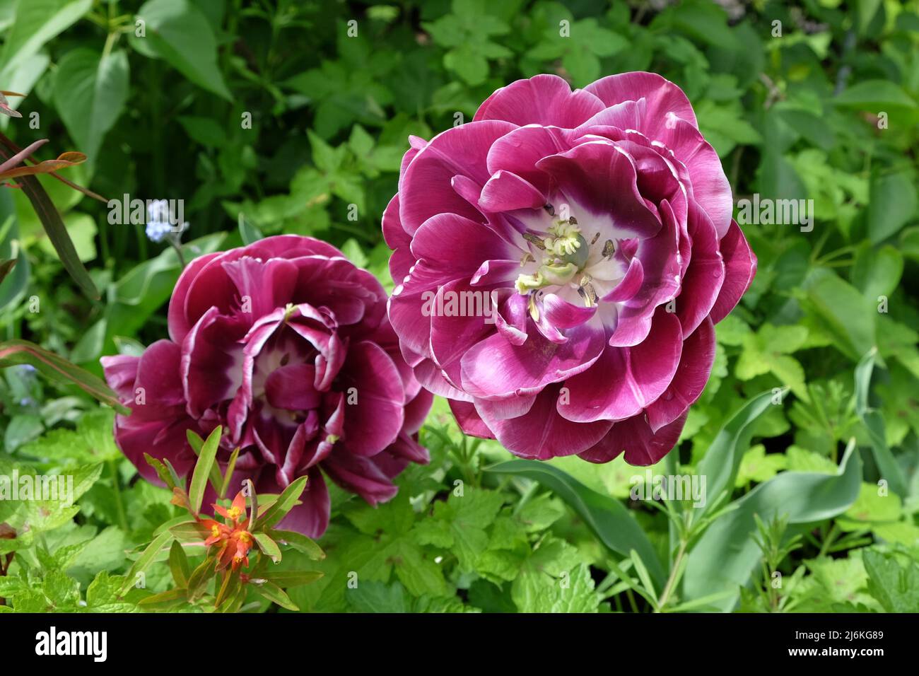 Double tulipe « Ream Touch » en fleur Banque D'Images
