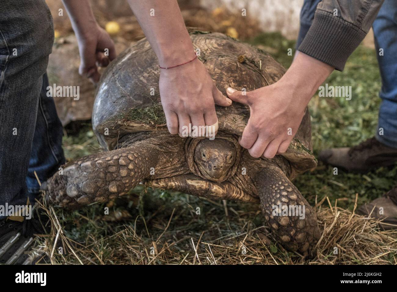 Région de Poltava, Ukraine. 2nd mai 2022. Les employés de Feldman-Eco Park travaillent pour déplacer les tortues sauvées vers un emplacement temporaire d'Eco-Park dans la région de Poltava, à deux heures à l'ouest de Kharkiv, en Ukraine, le lundi 2 mai 2022. Les hauts responsables israéliens ont condamné lundi les remarques du diplomate en chef de la Russie qui a affirmé que le dirigeant nazi Adolf Hitler était juif et a laissé entendre que les captifs juifs pendant la Seconde Guerre mondiale étaient responsables de leur propre mort dans l'Holocauste. Photo de Ken Cedeno/UPI crédit: UPI/Alay Live News Banque D'Images