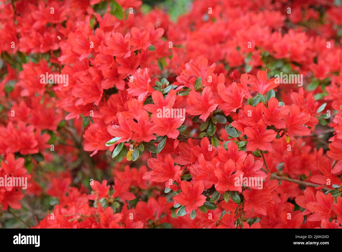 Rouge Rhododendron 'Rustica' en fleur Banque D'Images