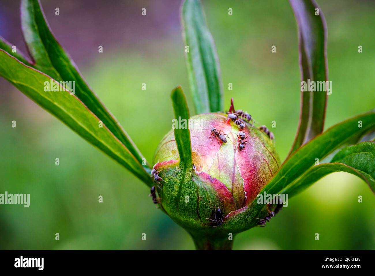 Fourmis se nourrissant de nectar sur un bourgeon de pivoine dans un jardin de Surrey, Angleterre au printemps : un exemple de mutualisme biologique qui profite aux deux organismes Banque D'Images