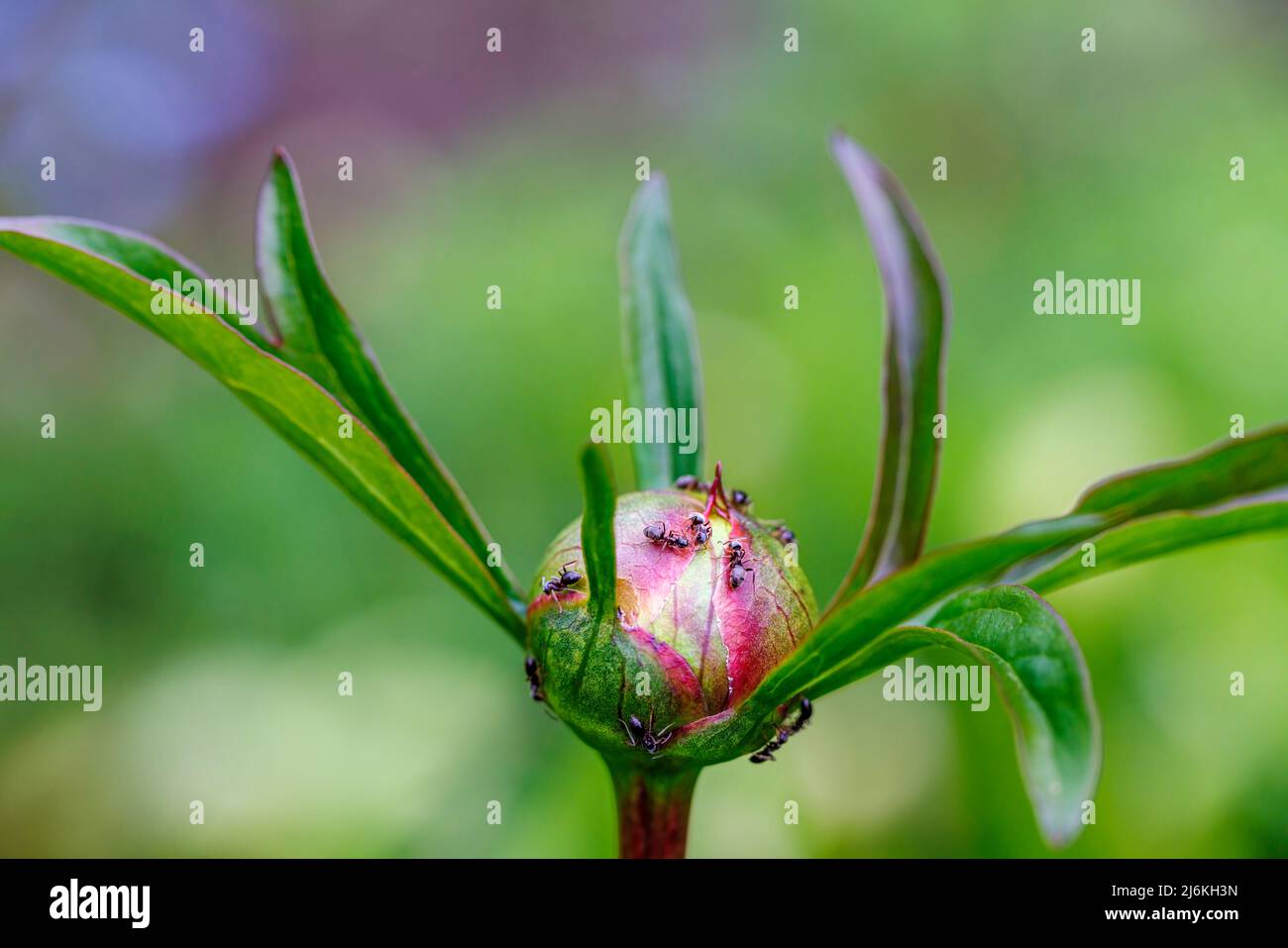 Fourmis se nourrissant de nectar sur un bourgeon de pivoine dans un jardin de Surrey, Angleterre au printemps : un exemple de mutualisme biologique qui profite aux deux organismes Banque D'Images