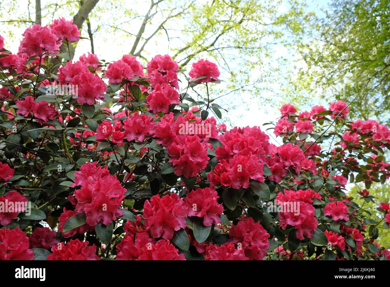 Rose Rhododendron 'Wilgen's surprise' en fleur Banque D'Images