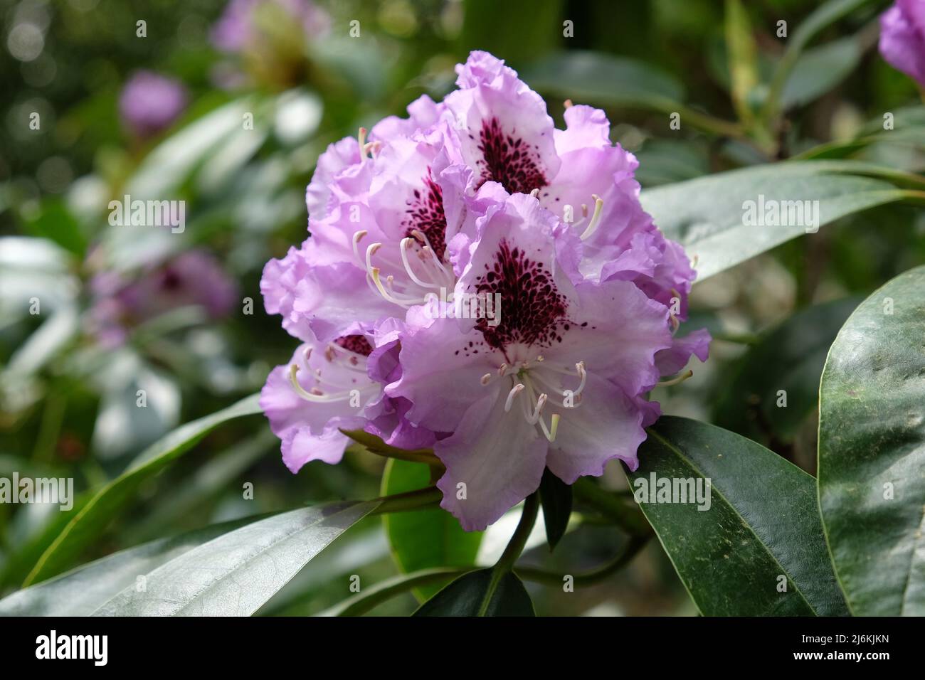 Violet Rhododendron 'Blue Jay' en fleur. Banque D'Images