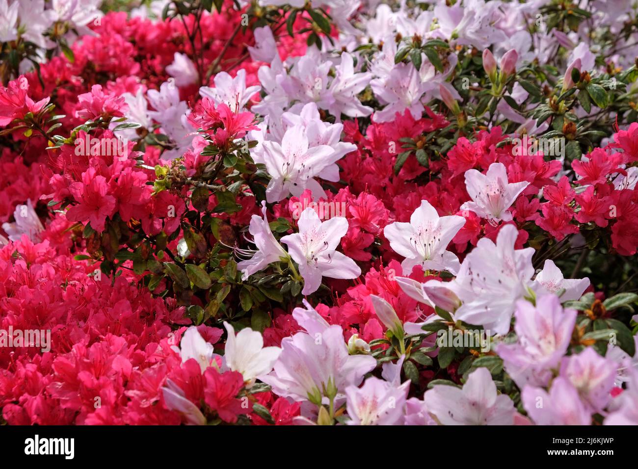 Rhododendrons roses ÔmucronatumÕ et Ôima shojoÕ en fleur. Banque D'Images