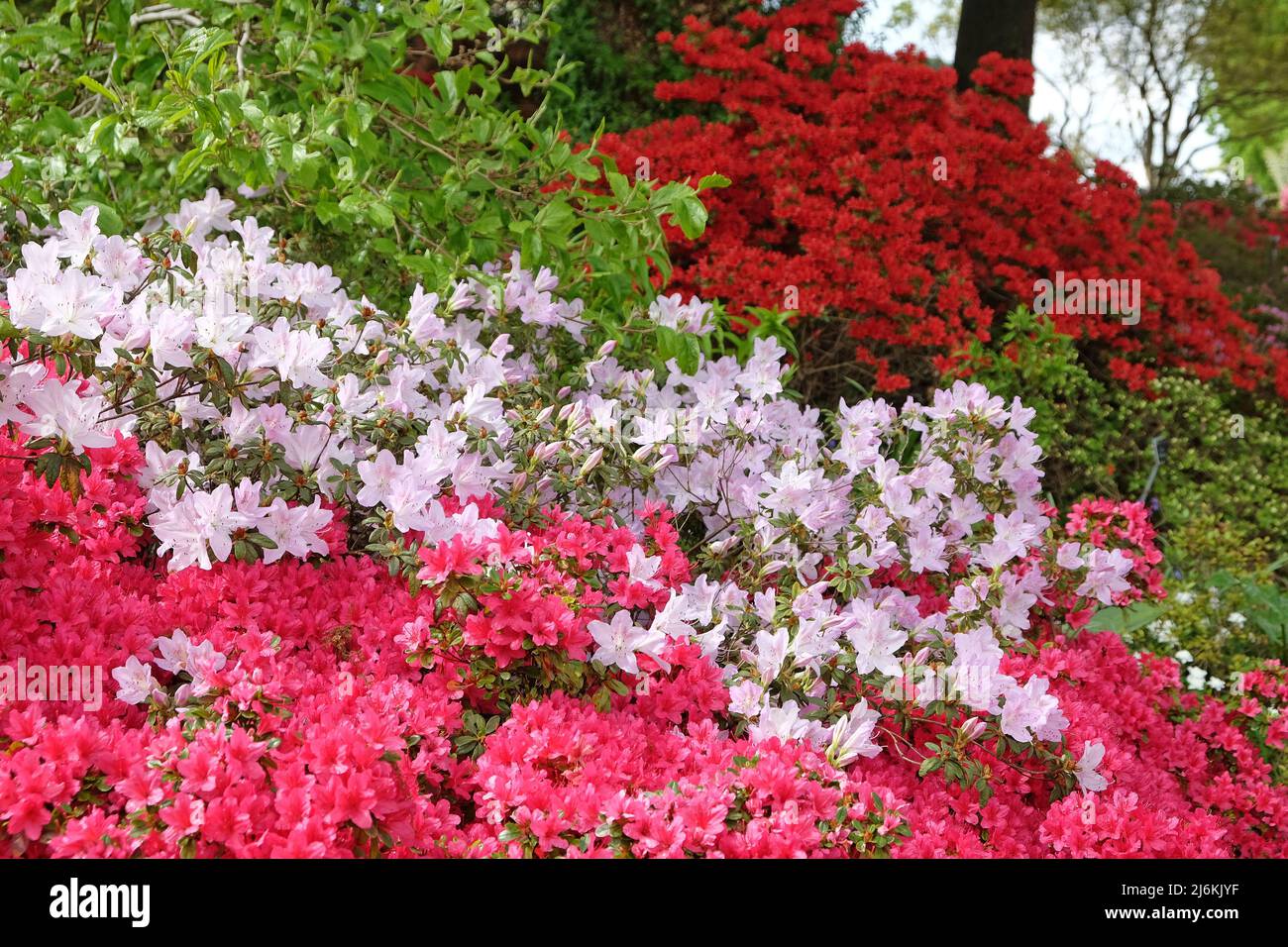 Rhododendrons roses ÔmucronatumÕ et Ôima shojoÕ en fleur. Banque D'Images
