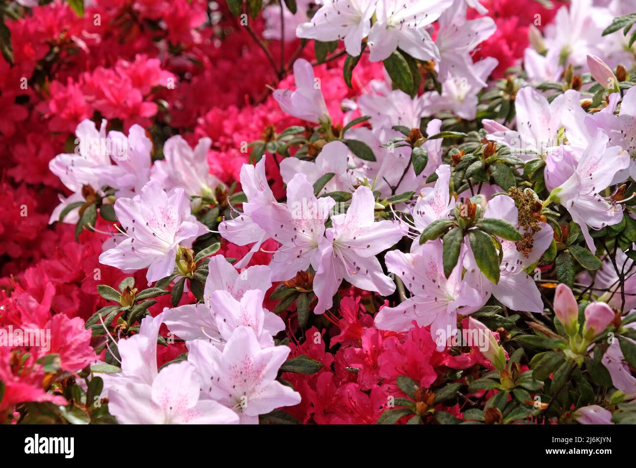 Rhododendrons roses ÔmucronatumÕ et Ôima shojoÕ en fleur. Banque D'Images