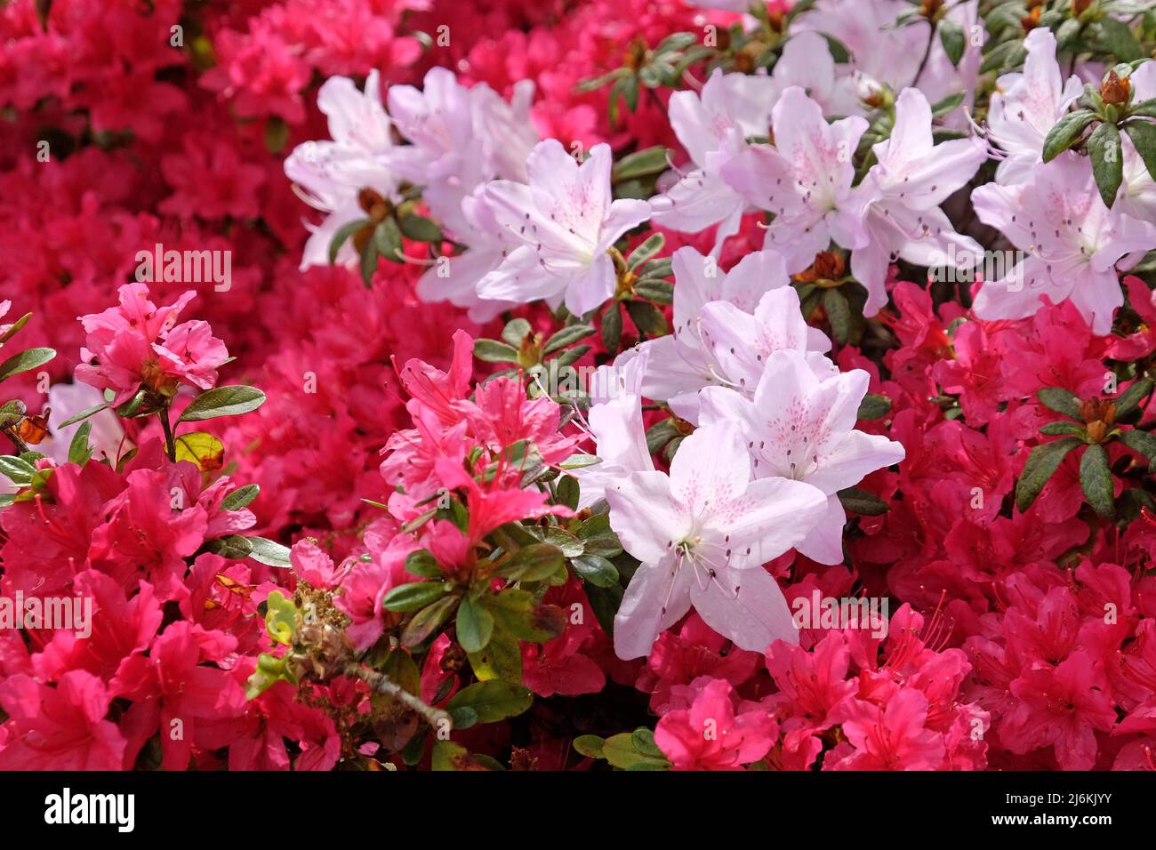 Rhododendrons roses ÔmucronatumÕ et Ôima shojoÕ en fleur. Banque D'Images