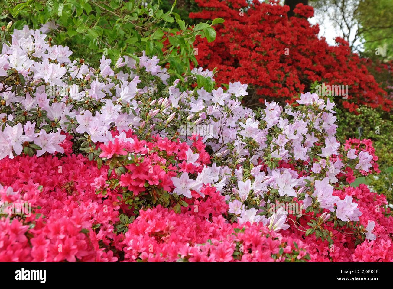 Rhododendrons roses ÔmucronatumÕ et Ôima shojoÕ en fleur. Banque D'Images