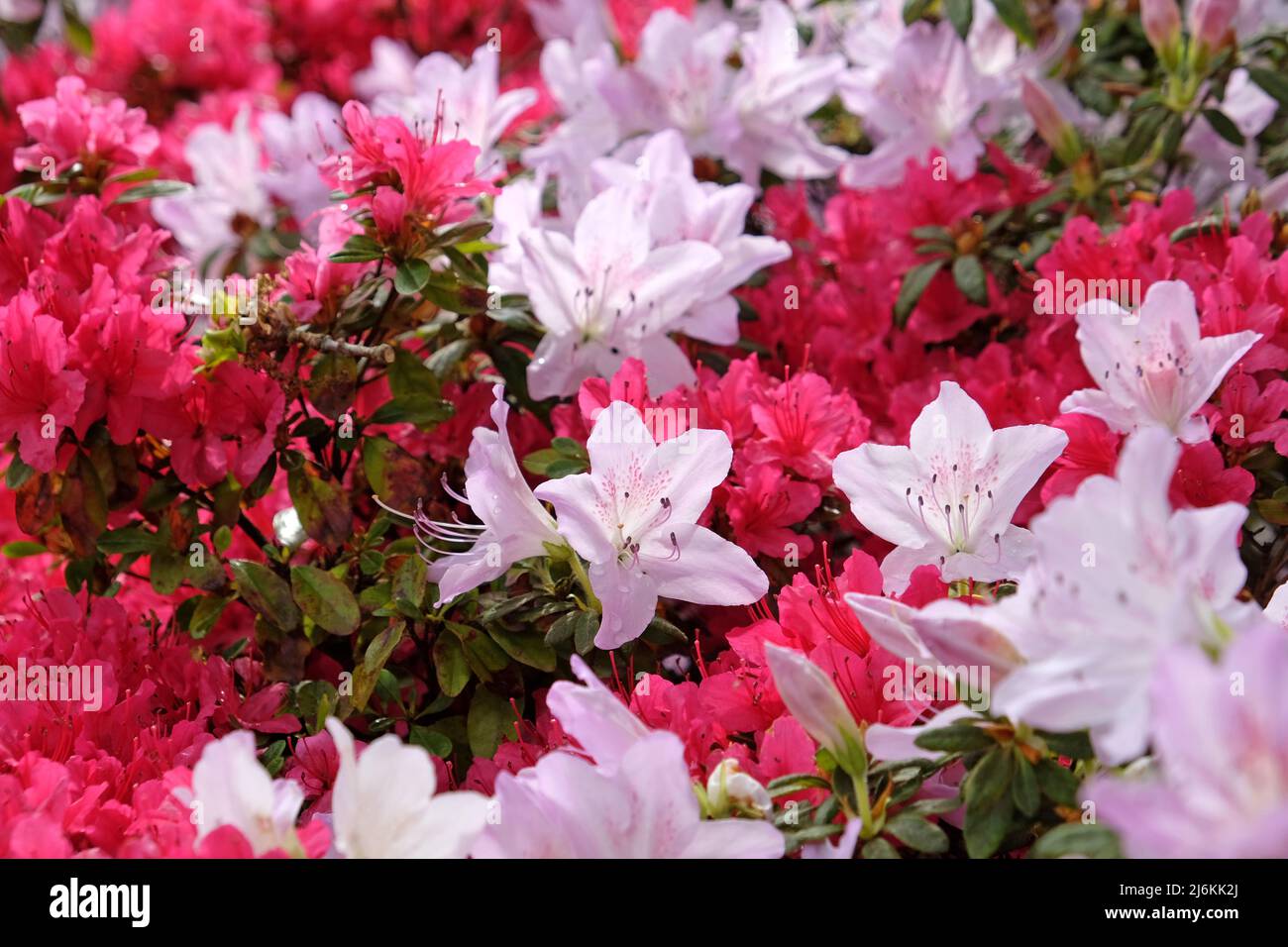Rhododendrons roses ÔmucronatumÕ et Ôima shojoÕ en fleur. Banque D'Images
