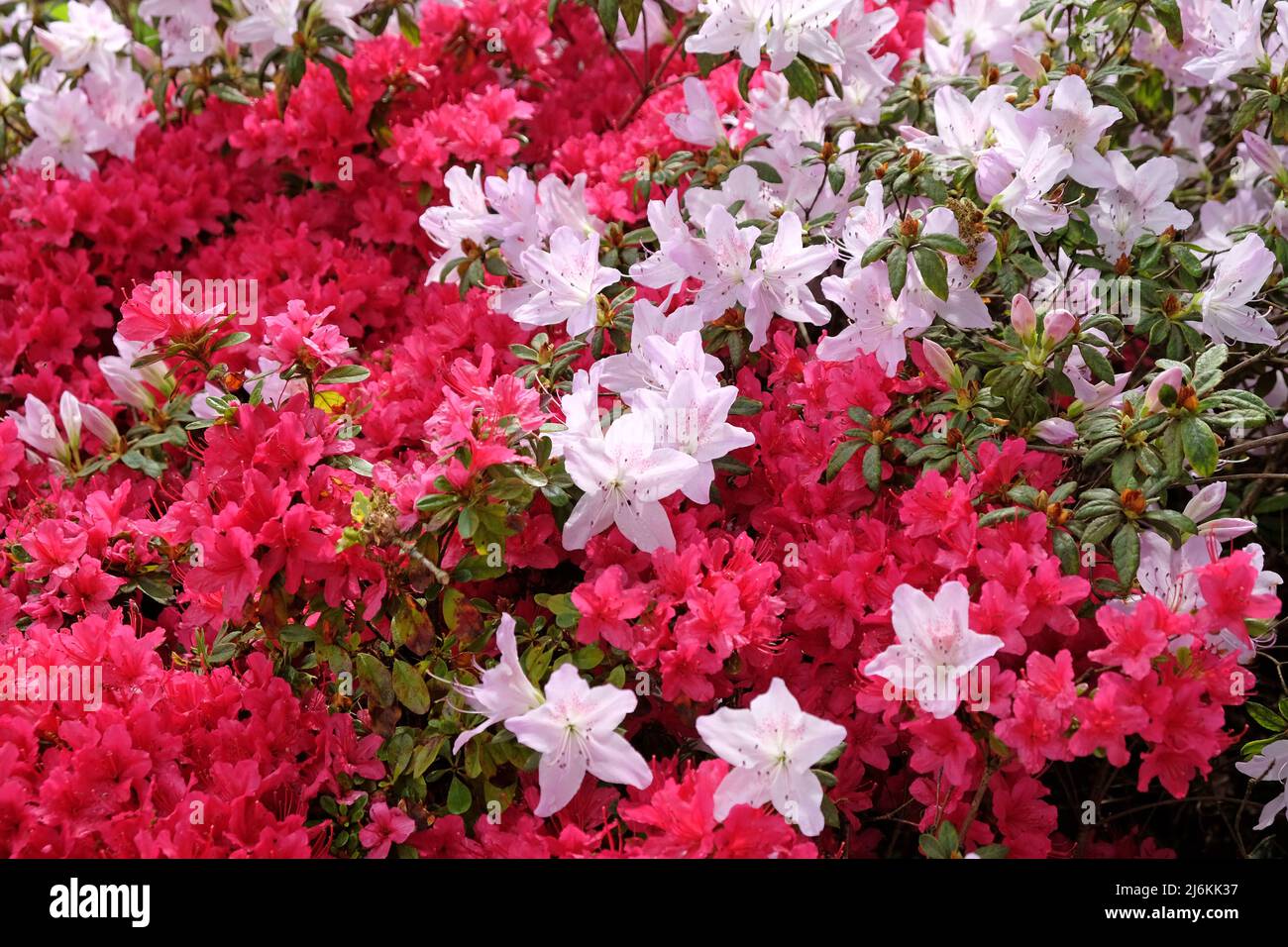 Rhododendrons roses ÔmucronatumÕ et Ôima shojoÕ en fleur. Banque D'Images