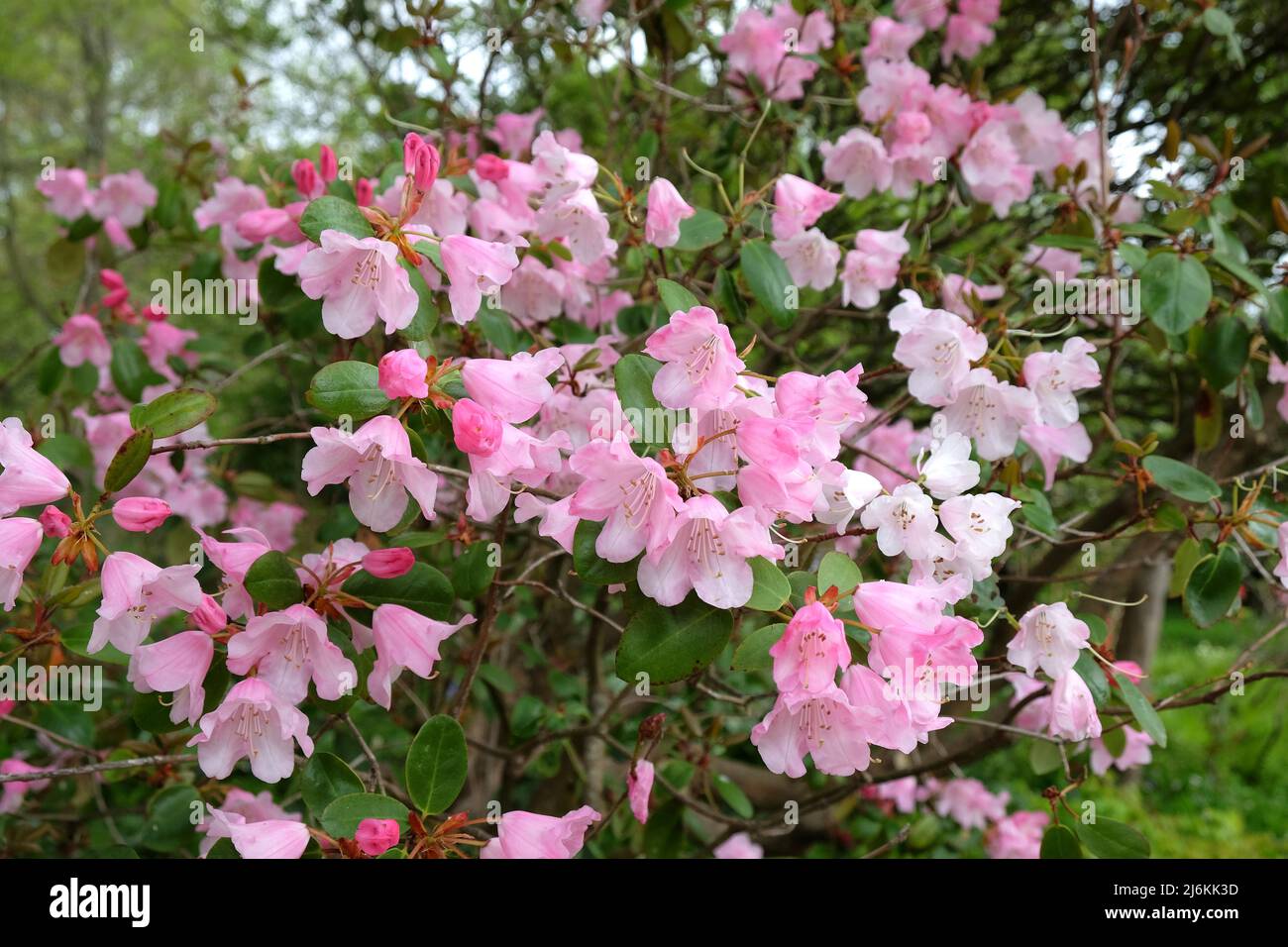 Rhododendrons roses ÔBrocadeÕ en fleur Banque D'Images