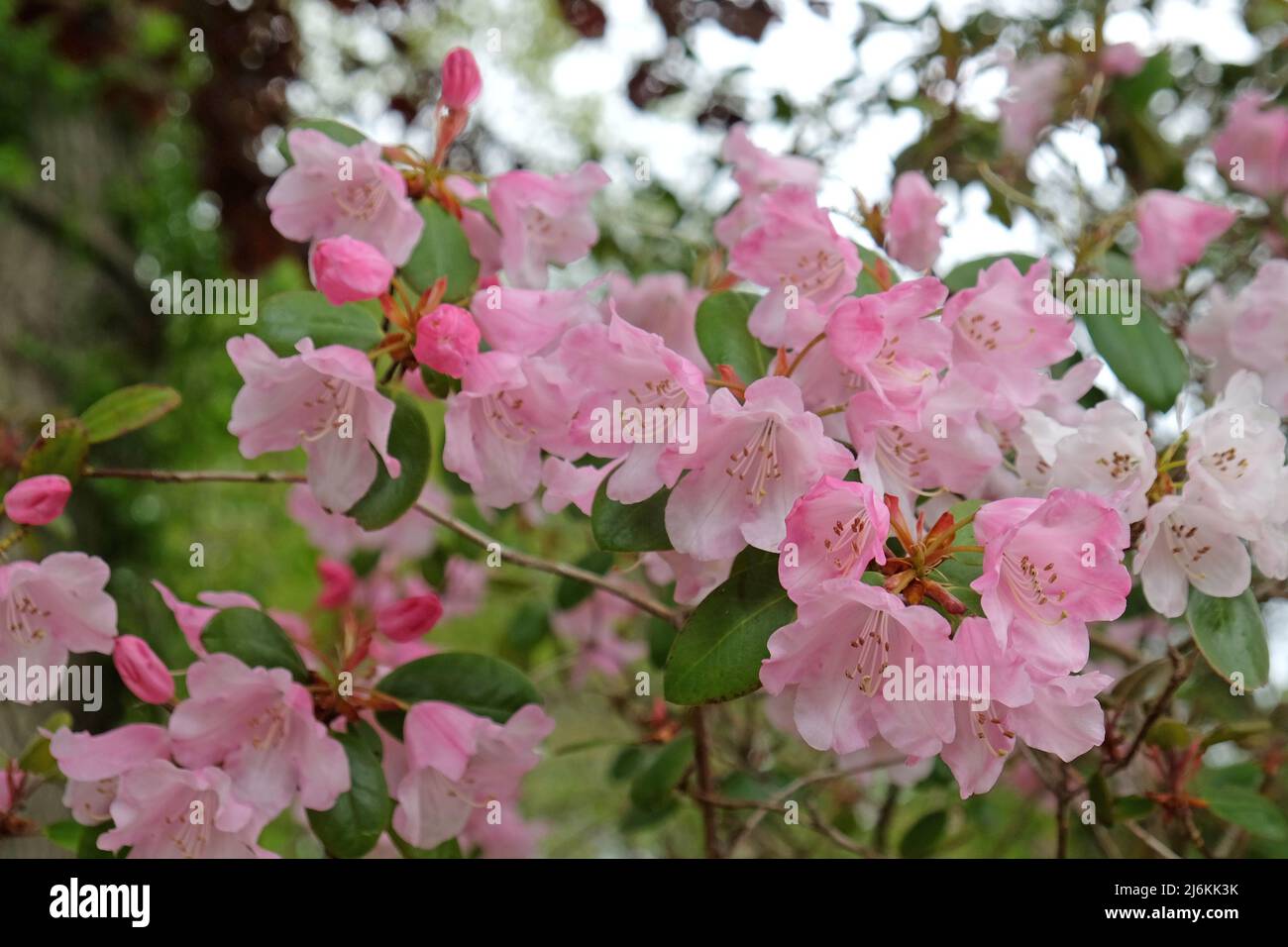 Rhododendrons roses ÔBrocadeÕ en fleur Banque D'Images