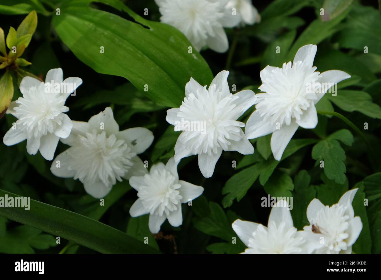 Ô VestalÕ blanc en bois double anémone en fleur Banque D'Images