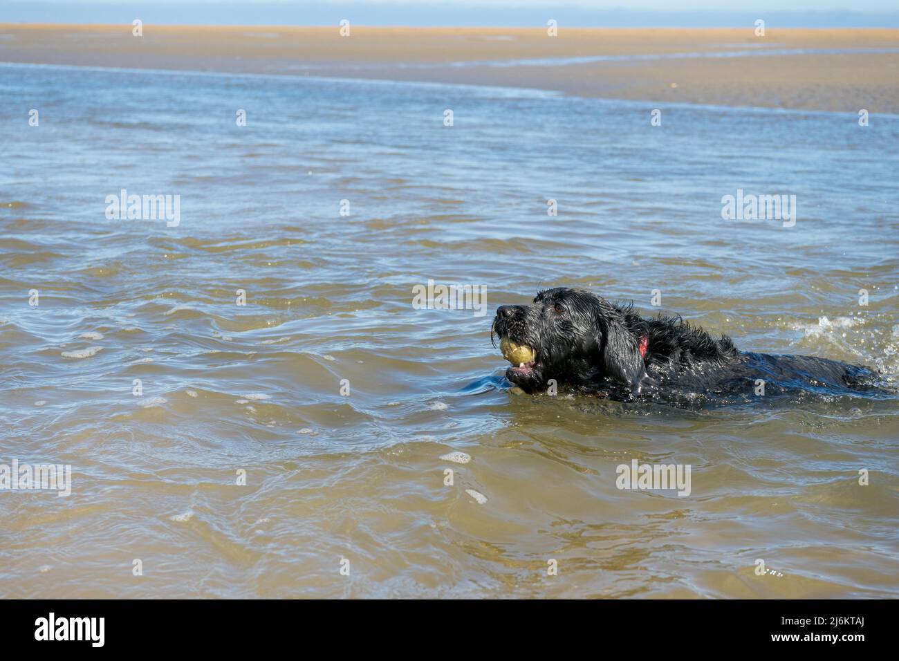 Chien noir nageant dans la mer, portant une balle de tennis Banque D'Images