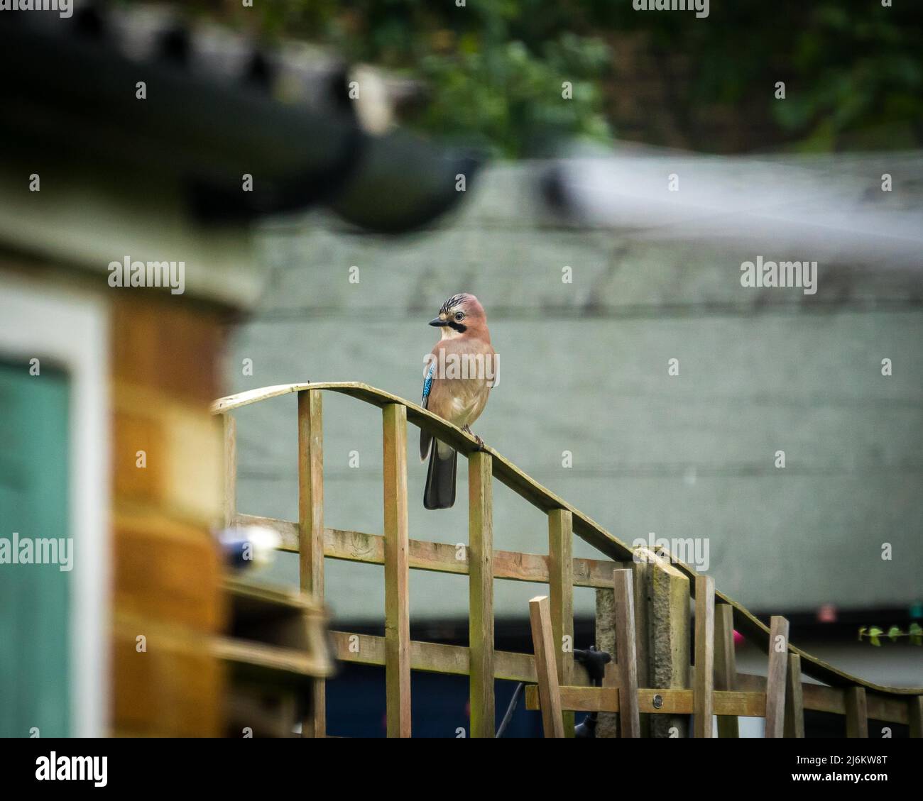 Jay assis sur Garden Fence Banque D'Images