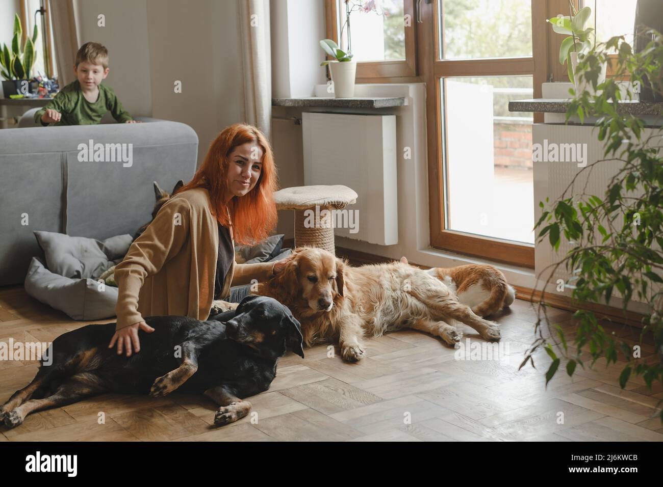 Ginger femme avec trois chiens en cuddling sur le sol animaux amis à la maison avec l'homme. Big Dogs Golden Retriever, polonais chasse ensemble enfant assis Banque D'Images