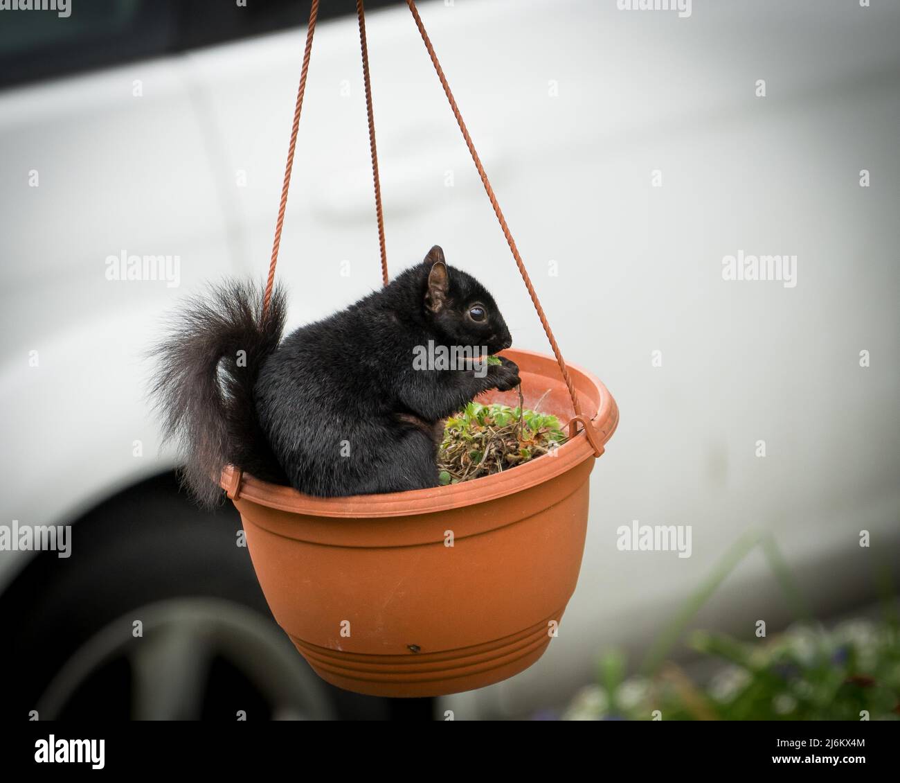 Écureuil noir dans un pot de plante, en appréciant un écrou Banque D'Images