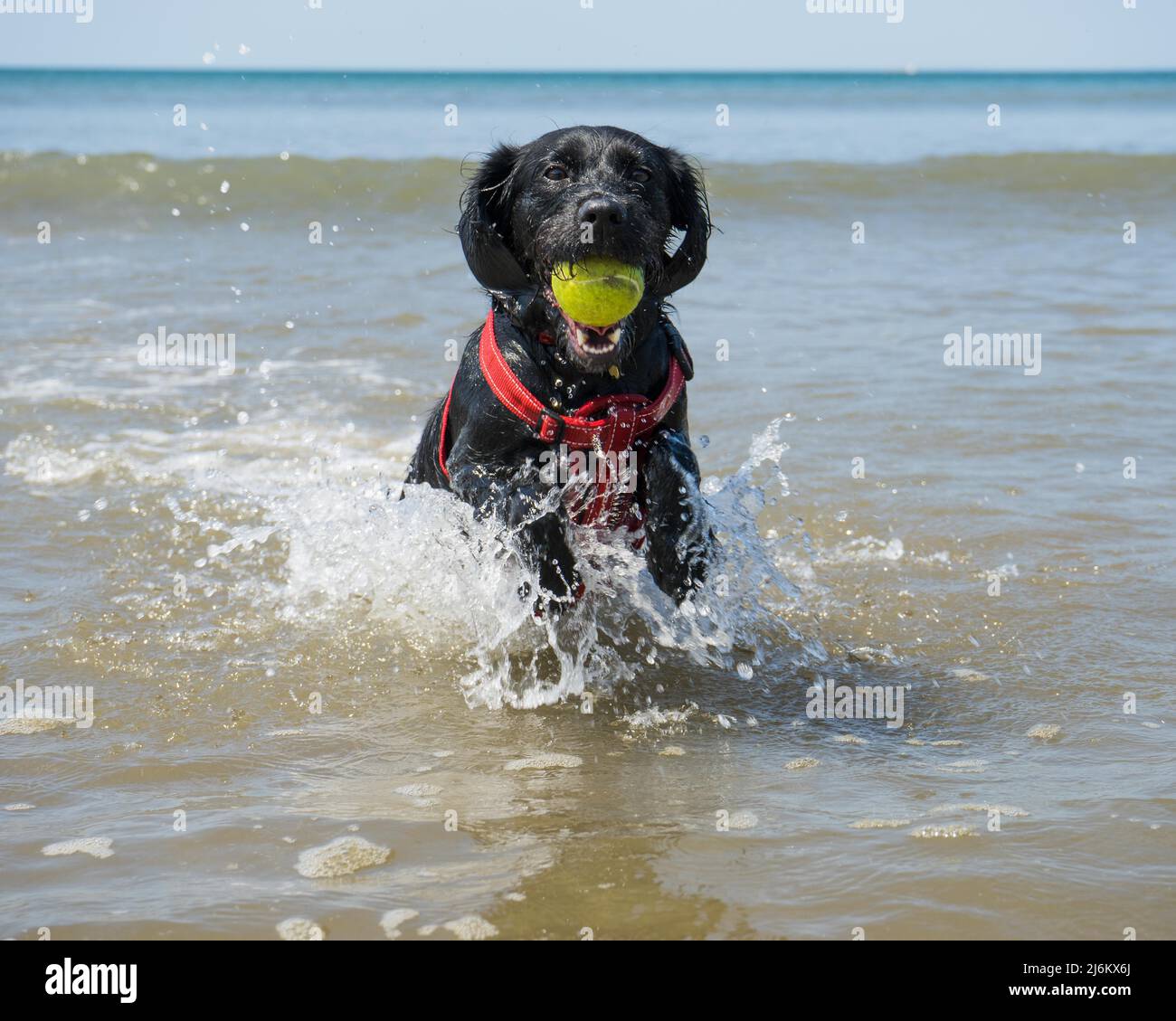 Black Dog récupérant une balle de tennis de la mer Banque D'Images