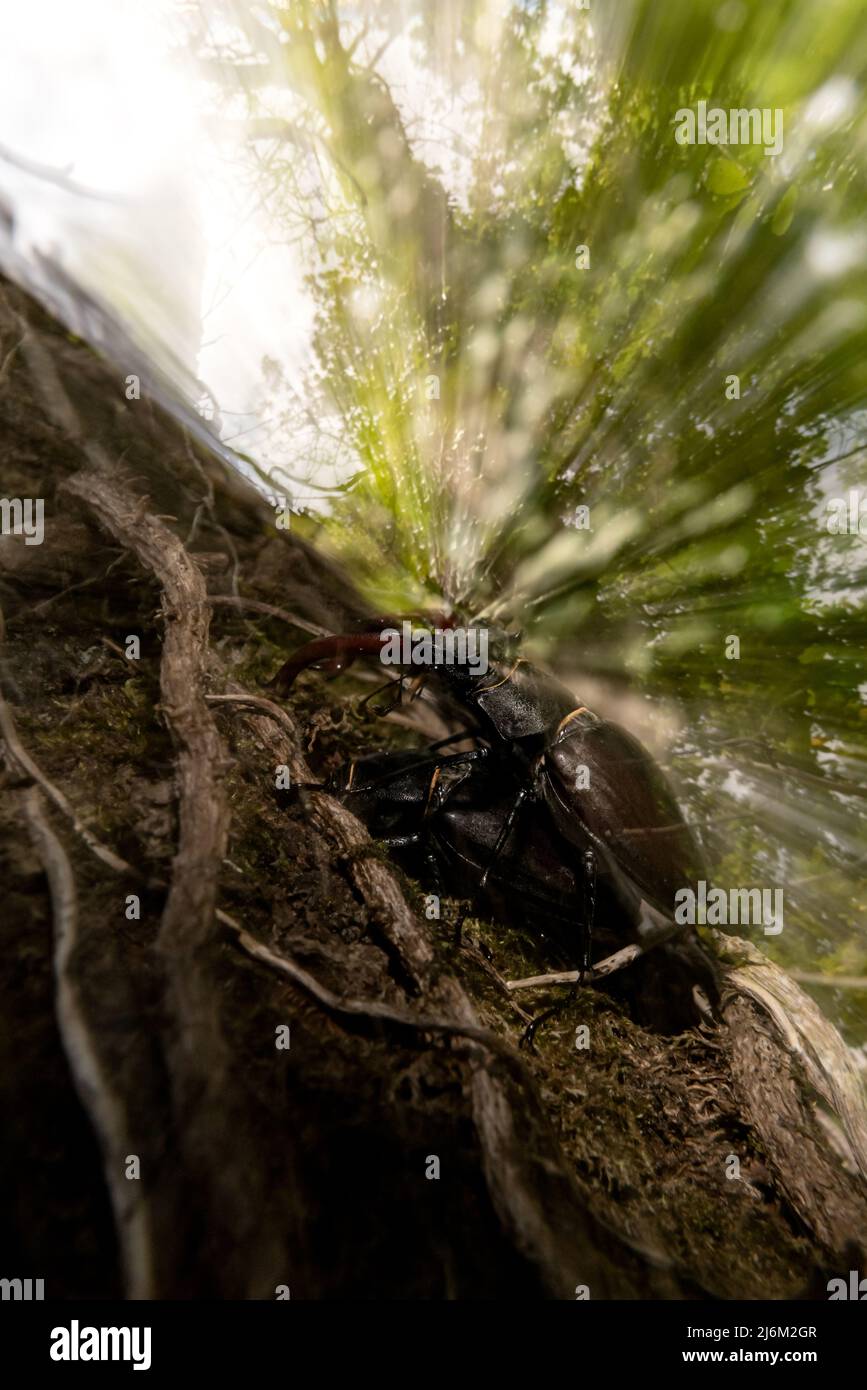Le chêne galicien ou Carballo empoisonné suinte la sauge de ses blessures où le cerf volant ou le vacalouras se nourrissent. Banque D'Images