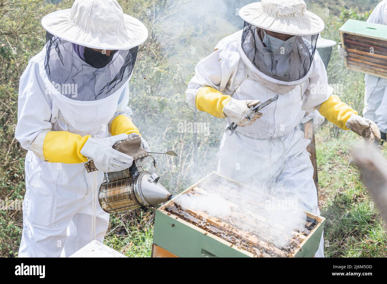 Deux apiculteurs, homme et femme, ont mis de la fumée avec le fumeur pour recueillir la récolte de miel d'abeille sur les champs de miel dans le champ Banque D'Images