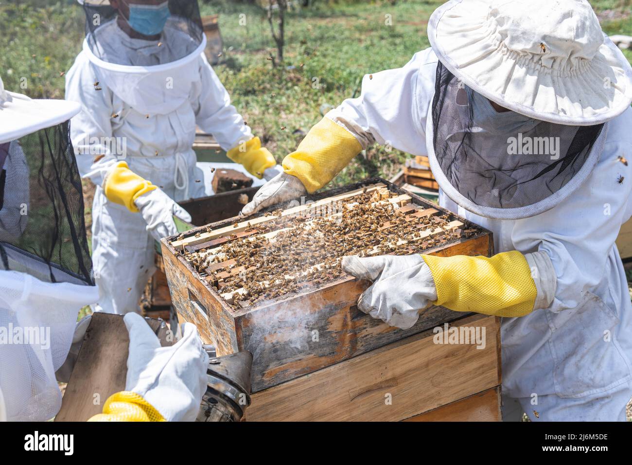 Matériel D'apiculture Miel Serti D'images Isolées D'abeilles