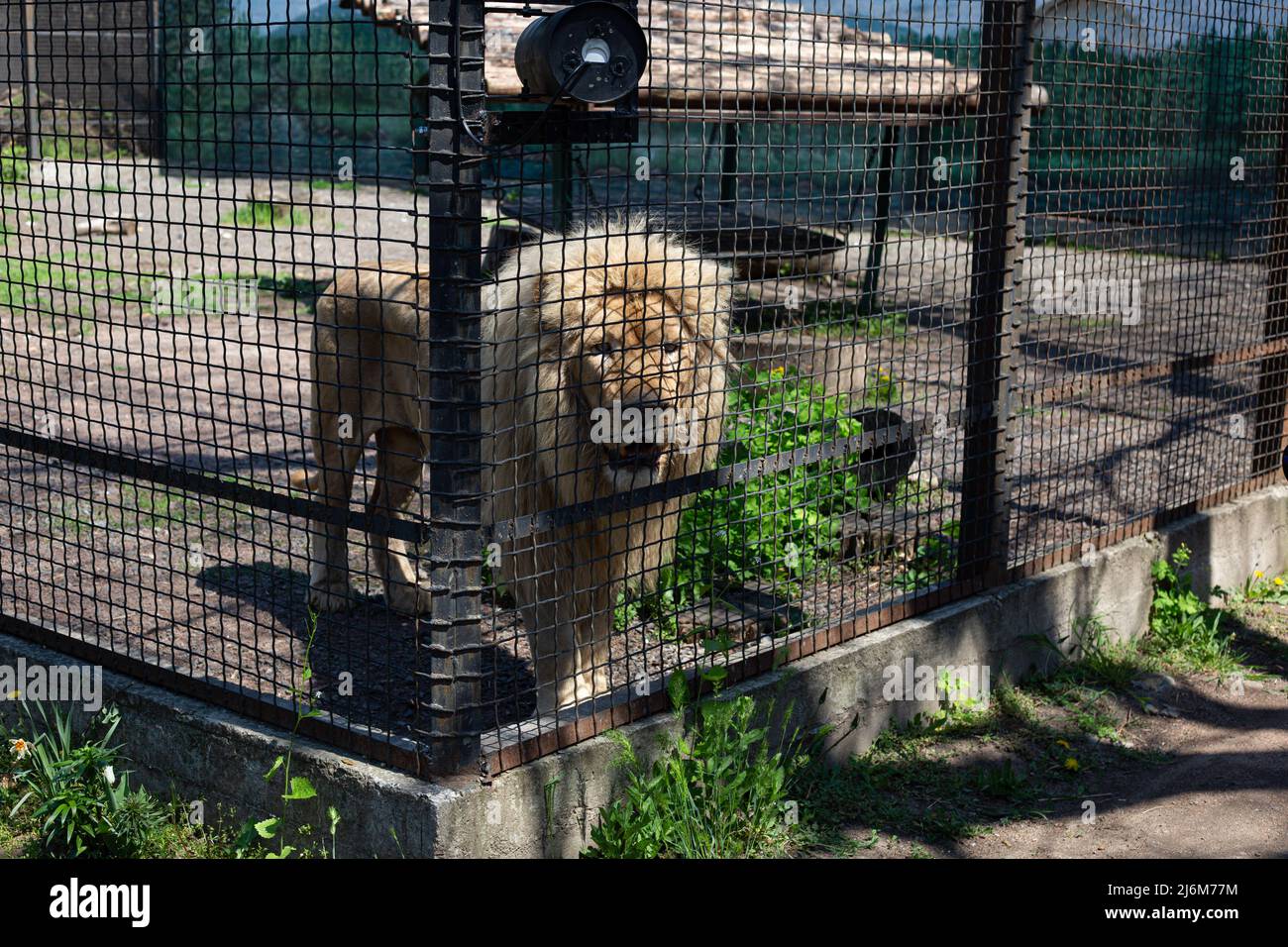 Un lion blanc vu dans une cage dans un zoo. Dans la nuit du 13 avril 2022, les lions blancs Mufasa et Nola de l'Écopark de Kharkiv ont été emmenés au zoo d'Odessa. En raison d'être dans une pièce exiguë (les enclos ont été endommagés par des bombardements), les lions étaient dans un état terrible, épuisés et stressés. Mais en 2 semaines, Mufasa et Nola se sont rétablies rapidement, tant physiquement que psychologiquement. Le 30 avril 2022, le « Festival des Lions blancs » a eu lieu au zoo d'Odessa, dont les personnages principaux étaient les lions de Kharkiv sauvés. Banque D'Images