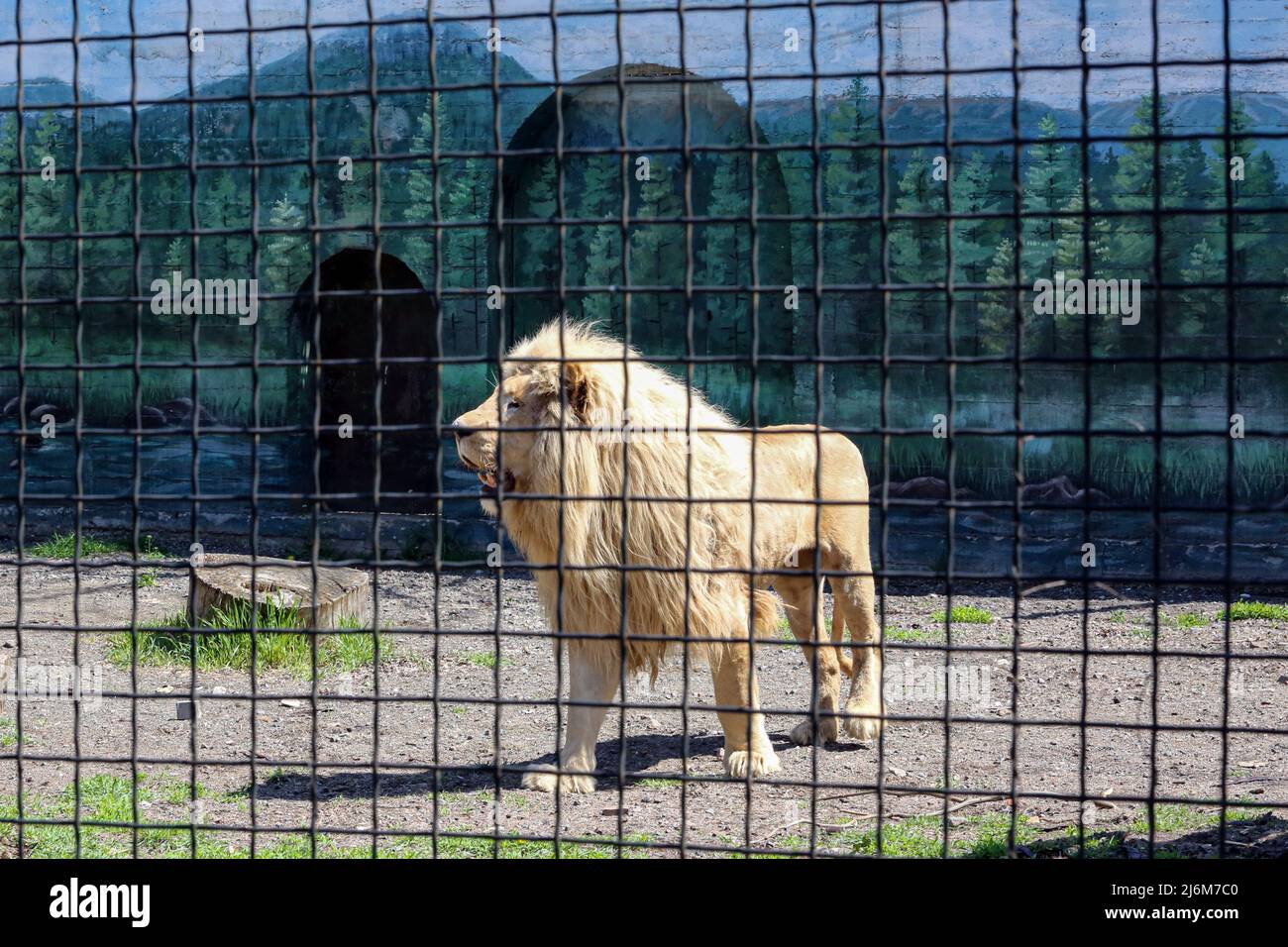 Un lion blanc vu dans une cage dans un zoo. Dans la nuit du 13 avril 2022, les lions blancs Mufasa et Nola de l'Écopark de Kharkiv ont été emmenés au zoo d'Odessa. En raison d'être dans une pièce exiguë (les enclos ont été endommagés par des bombardements), les lions étaient dans un état terrible, épuisés et stressés. Mais en 2 semaines, Mufasa et Nola se sont rétablies rapidement, tant physiquement que psychologiquement. Le 30 avril 2022, le « Festival des Lions blancs » a eu lieu au zoo d'Odessa, dont les personnages principaux étaient les lions de Kharkiv sauvés. (Photo de Viacheslav Onyshchenko / SOPA Images/Sipa USA) Banque D'Images