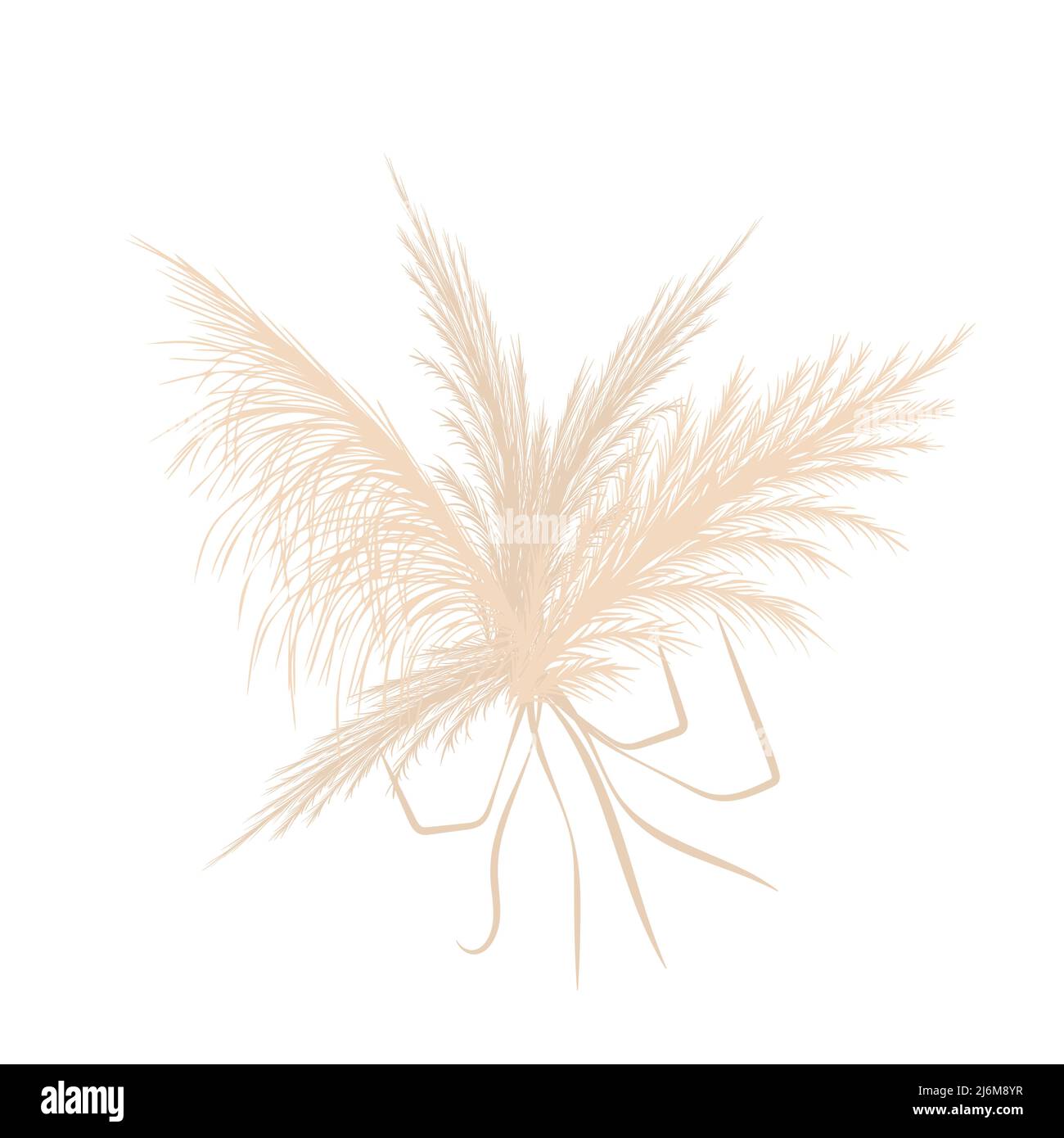 Herbe de pampas sèche. Bouquet de mariage. cortaderia beige de style boho. Fleurs vectorielles isolées sur fond blanc. Élément tendance pour les invitations Illustration de Vecteur