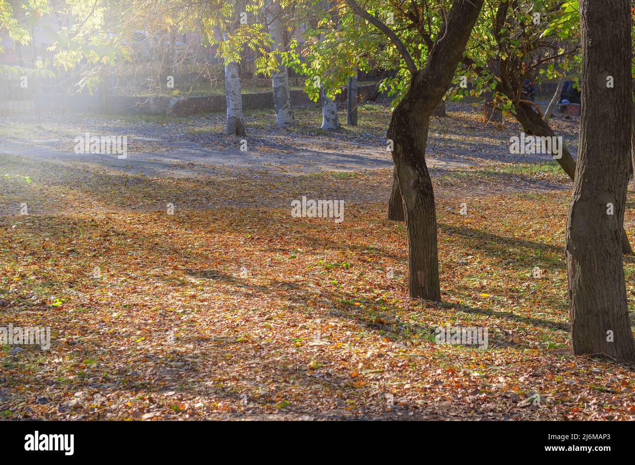Le parc de la ville le matin. La lumière du soleil se reflète sur les feuilles et l'herbe tombées sur la pelouse. Banque D'Images