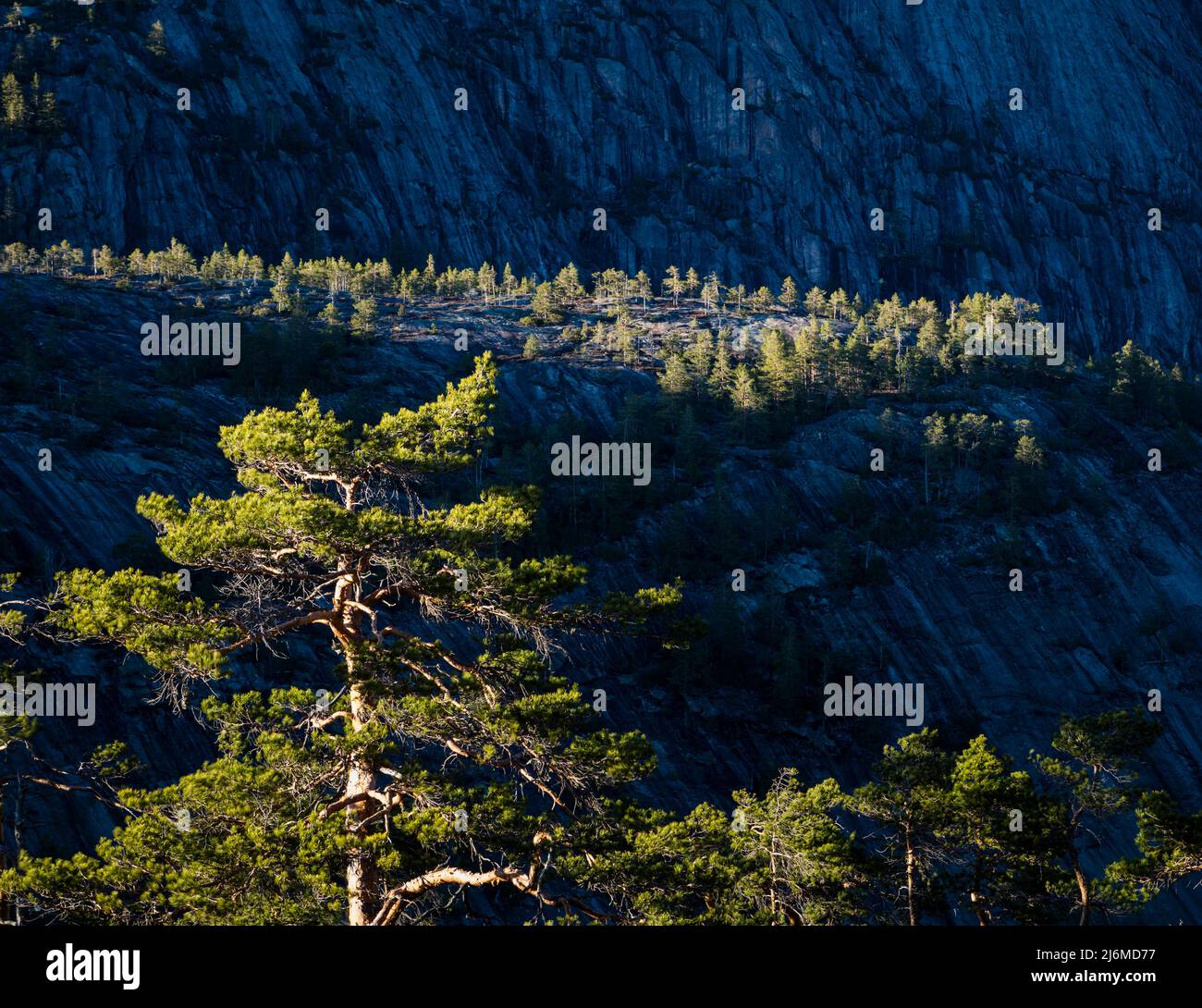 Hier soir, lumière du soleil sur les pins, Pinus sylvestris, en terrain escarpé à Nissedal, Telemark, Norvège, Scandinavie. Banque D'Images