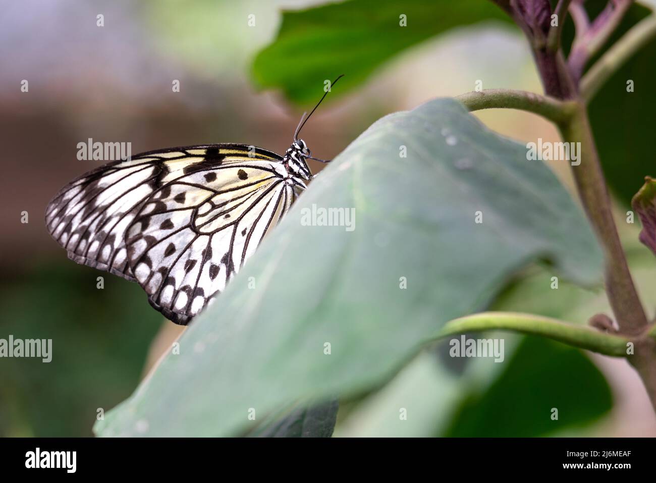 Gros plan sur le côté d'un papillon en papier cerf-volant perché sur une feuille verte sur un fond de bokeh Banque D'Images