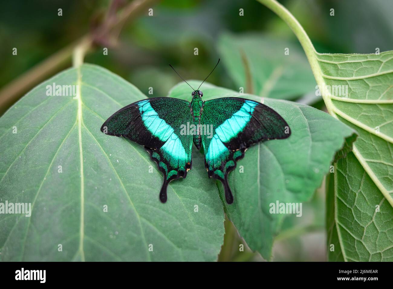 Gros plan d'un papillon de paon à bande commune mâle allongé sur des feuilles vertes avec ses ailes étalées Banque D'Images