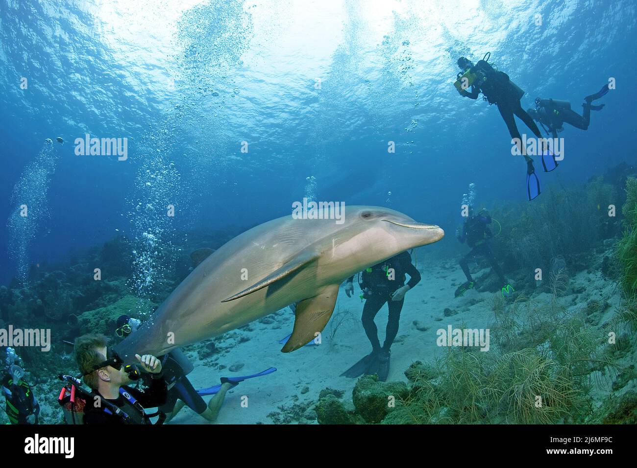 Plongée sous-marine et dauphin à bottlenose (Tursiops truncatus), Dolphin-Academy, Curaçao, Antilles néerlandaises, Caraïbes, Caraïbes Banque D'Images