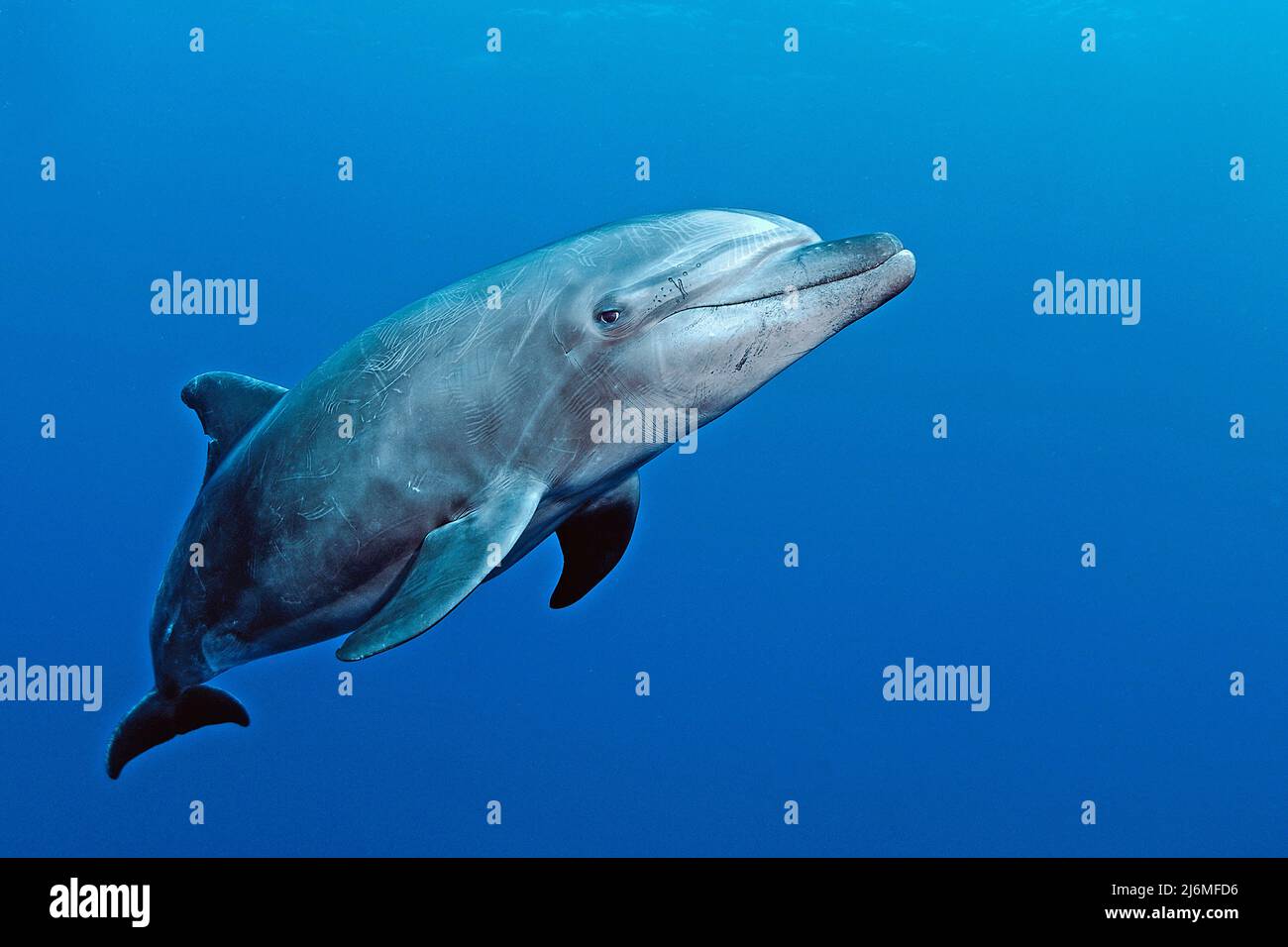 Un groupe de dauphins à bottlenose (Tursiops truncatus), en eau bleue, Socorro, Mexique, océan Pacifique, Amérique Banque D'Images