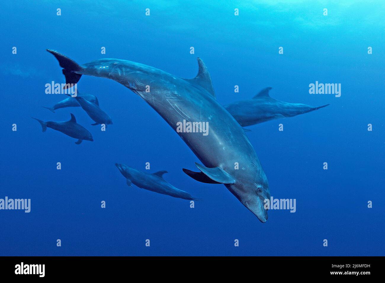 Un groupe de dauphins à bottlenose (Tursiops truncatus), en eau bleue, Socorro, Mexique, océan Pacifique, Amérique Banque D'Images