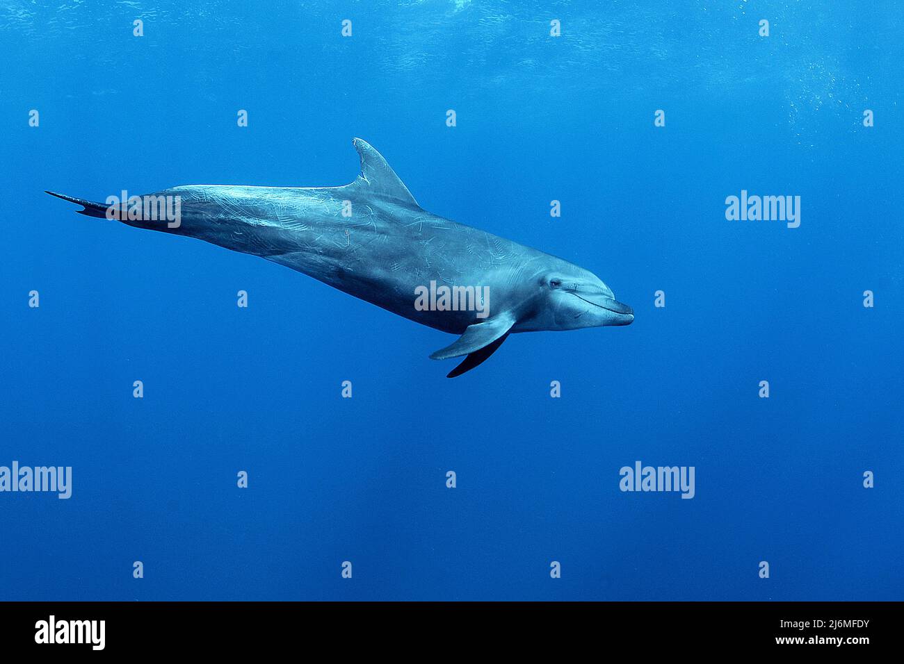 Un groupe de dauphins à bottlenose (Tursiops truncatus), en eau bleue, Socorro, Mexique, océan Pacifique, Amérique Banque D'Images