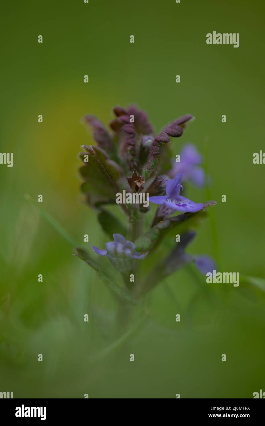 Lamium purpureum (violet) ortie-morts Banque D'Images