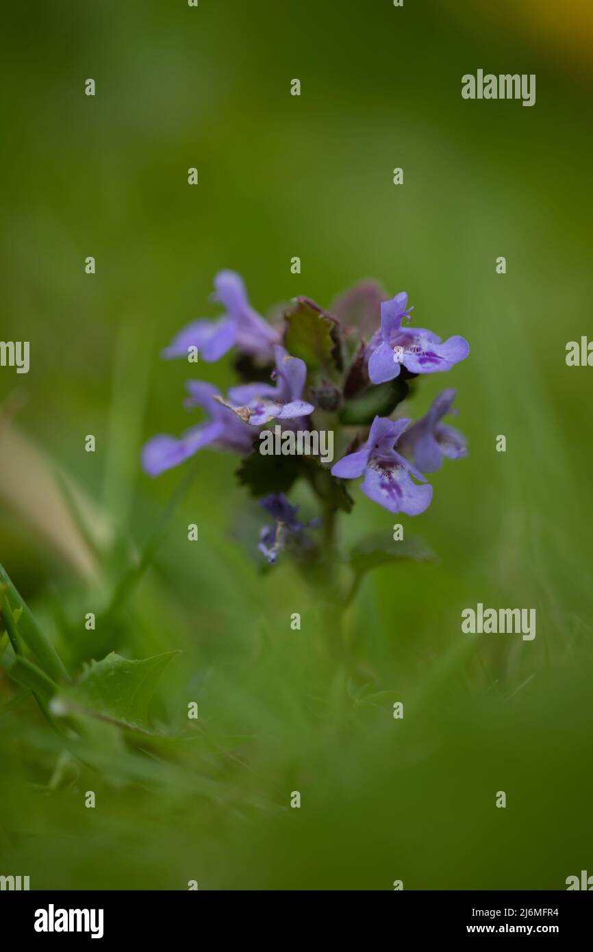 Lamium purpureum (violet) ortie-morts Banque D'Images