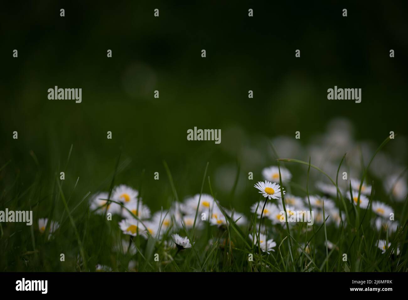 Des daises (Bellis perennis) dans la pelouse d'un point de vue faible Banque D'Images