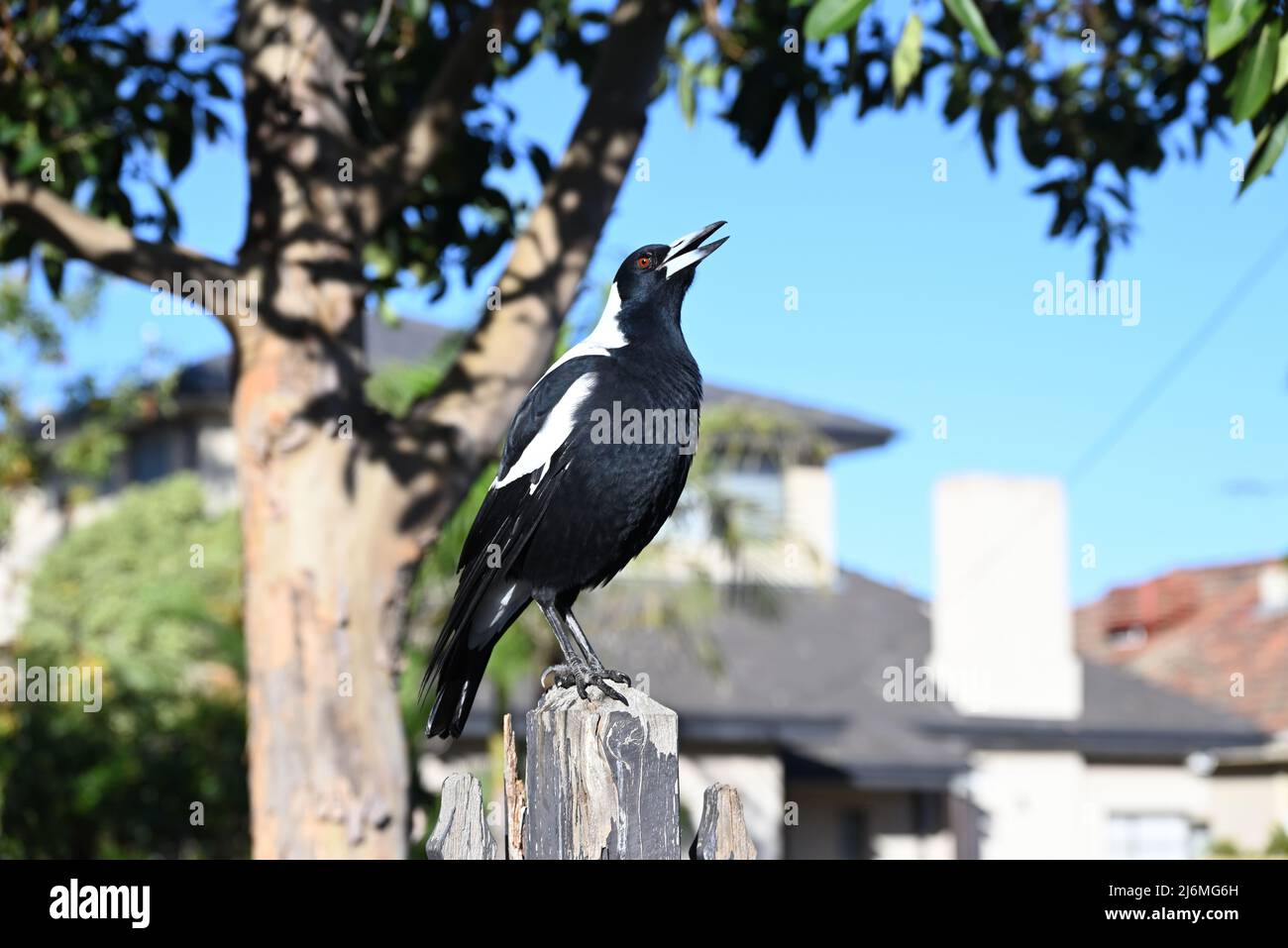 Magpie australienne chantant au sommet d'une clôture en bois en décomposition, avec un arbre et une maison de banlieue en arrière-plan Banque D'Images